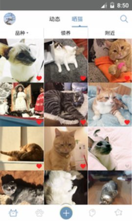 猫咪家族app最新版截图