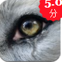 Wolf Online 2 v1.0.6