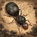 蚂蚁模拟器地下蚁国 v.3.41.0